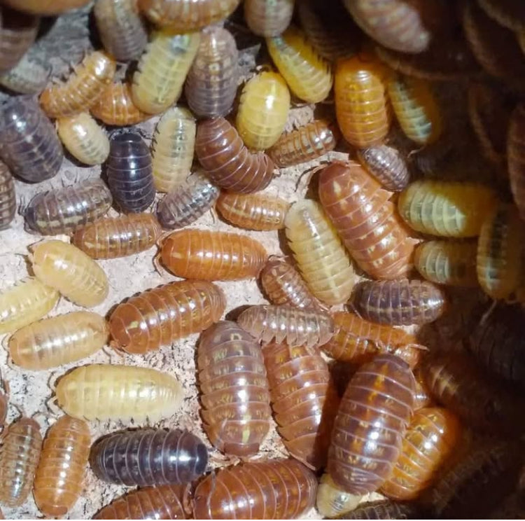 Armadillidium Vulgare “Gem Mix”