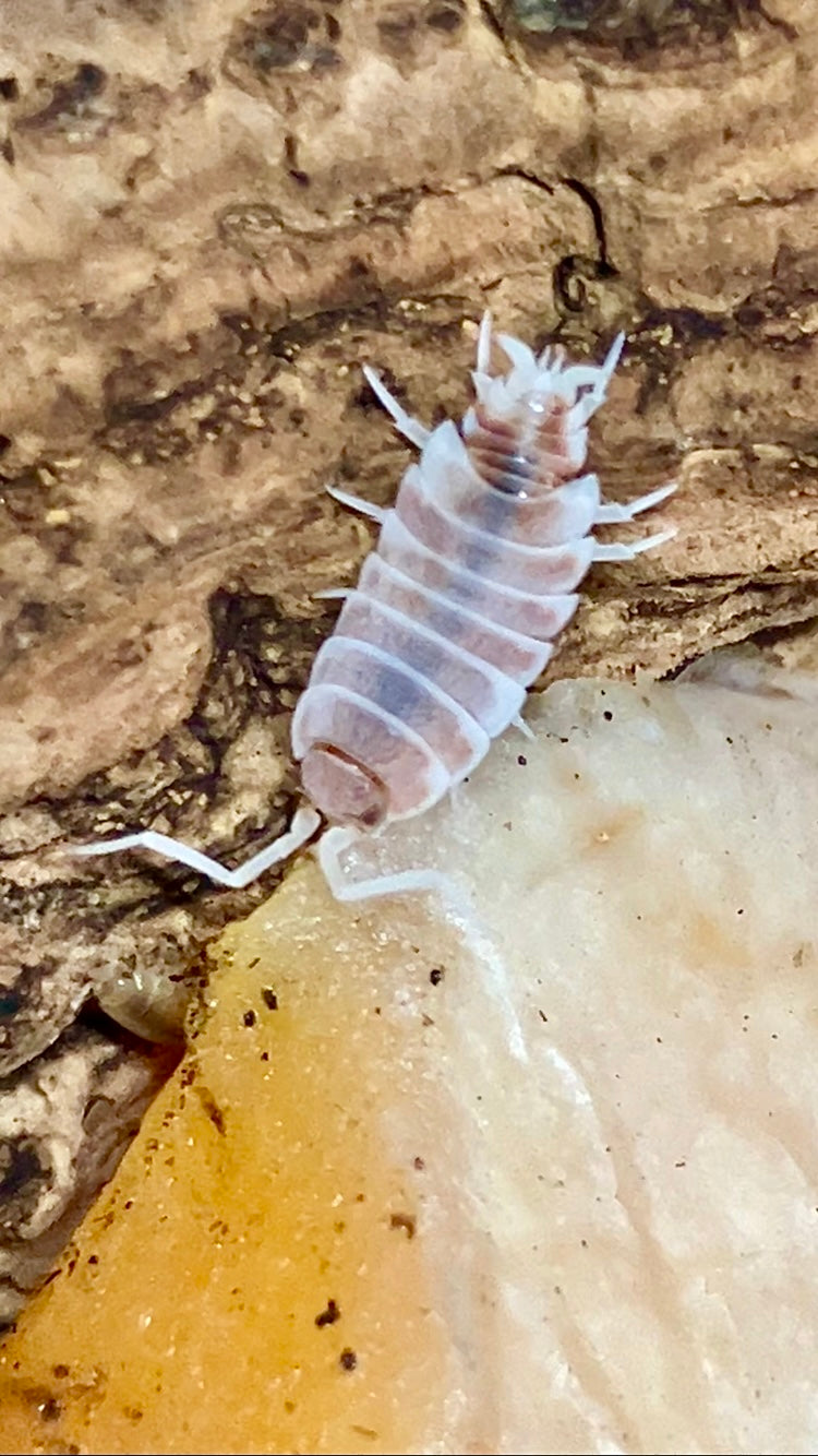 Porcellionides pruinosus "Orange Cream"