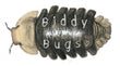 biddybugs