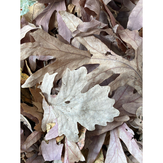 Oak leaf litter free shipping