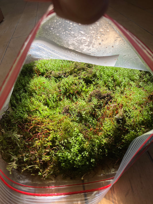 Live Assorted Moss free shipping