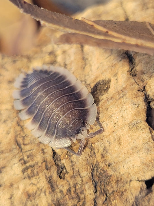 Porcellio werneri " Greek Shield"