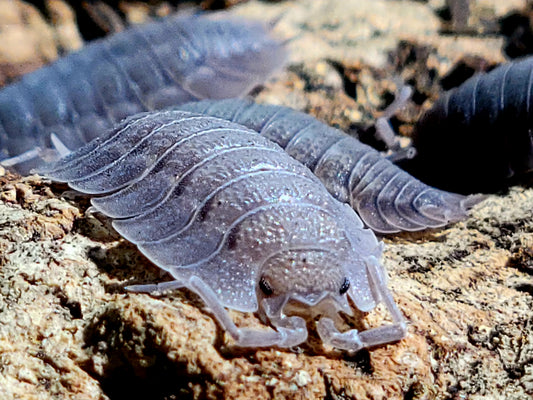 Porcellio Spatulatus