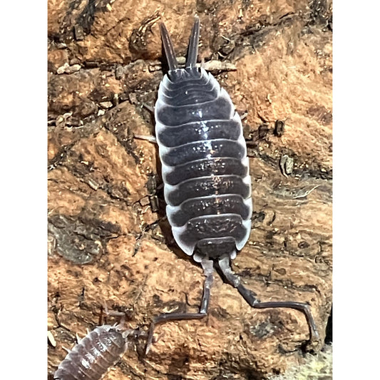 Porcellio hoffmanseggi “Black”