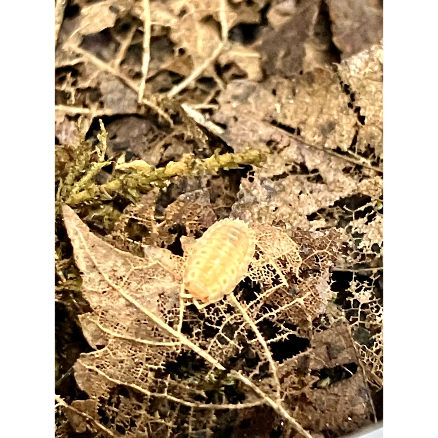 Agabiformius lentus “Persimmon”