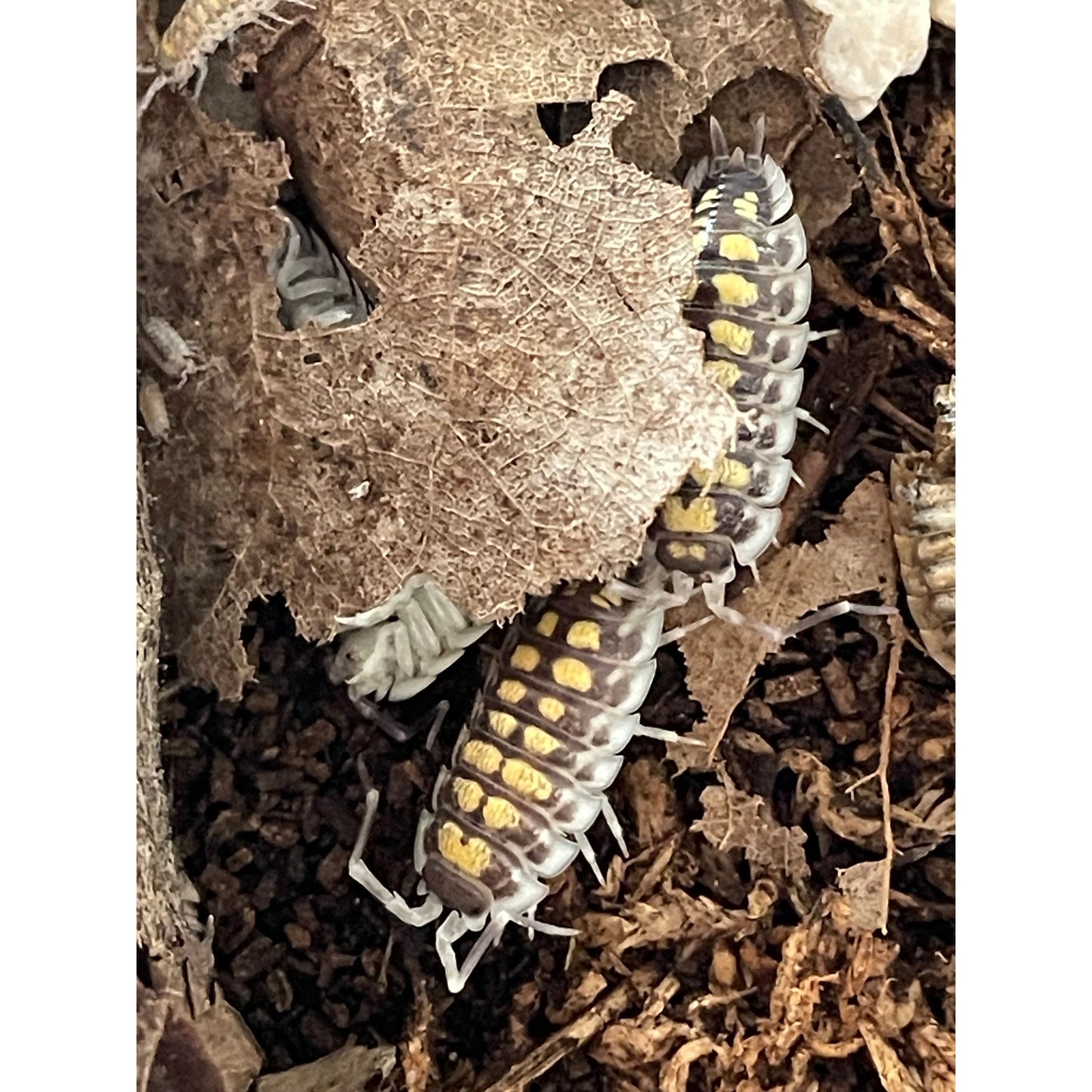 Porcellio haasi “High Yellow”