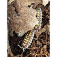 Porcellio haasi “High Yellow”