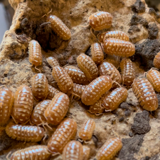 Armadillidium werneri “Orange”