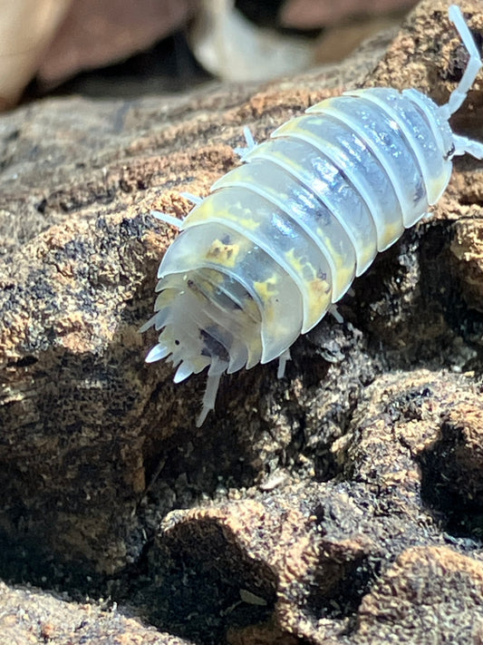 Porcellio ornatus “Witches Brew”