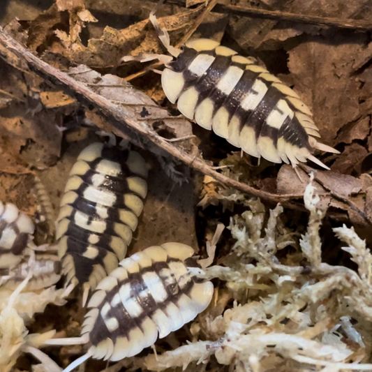 Porcellio expansus