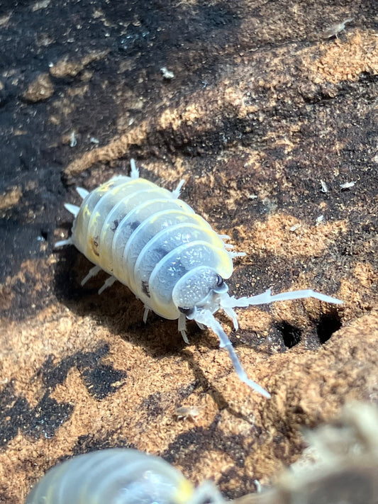 Porcellio ornatus “Witches Brew”