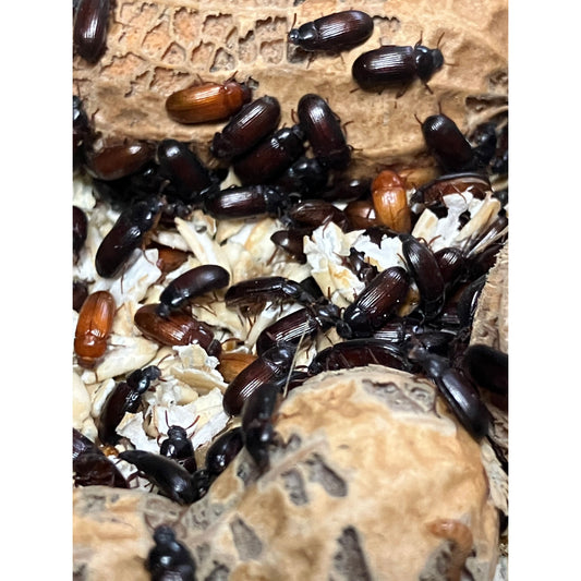 Peanut beetle starter culture