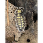 Porcellio haasi “High Yellow”