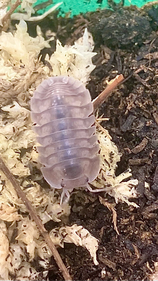 Nesodillo arcangelii "Silver Ghost"