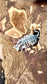 Porcellionides pruinosus "Oreo Crumble"
