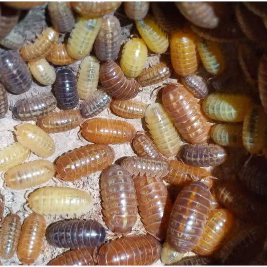 Armadillidium Vulgare “Gem Mix”