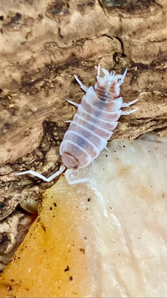 Porcellionides pruinosus "Orange Cream"
