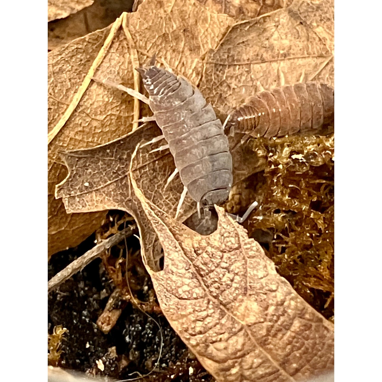 Porcellionides pruinosus "Powder Blue"