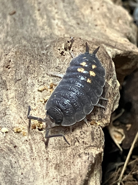 Porcellio ornatus "Yellow Dot"