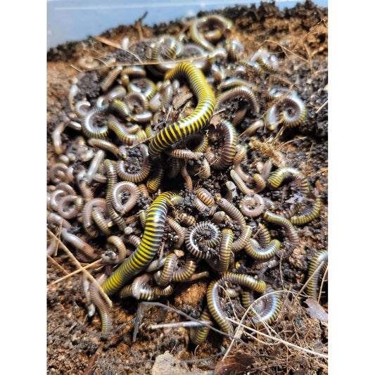 Bumblebee millipede juveniles