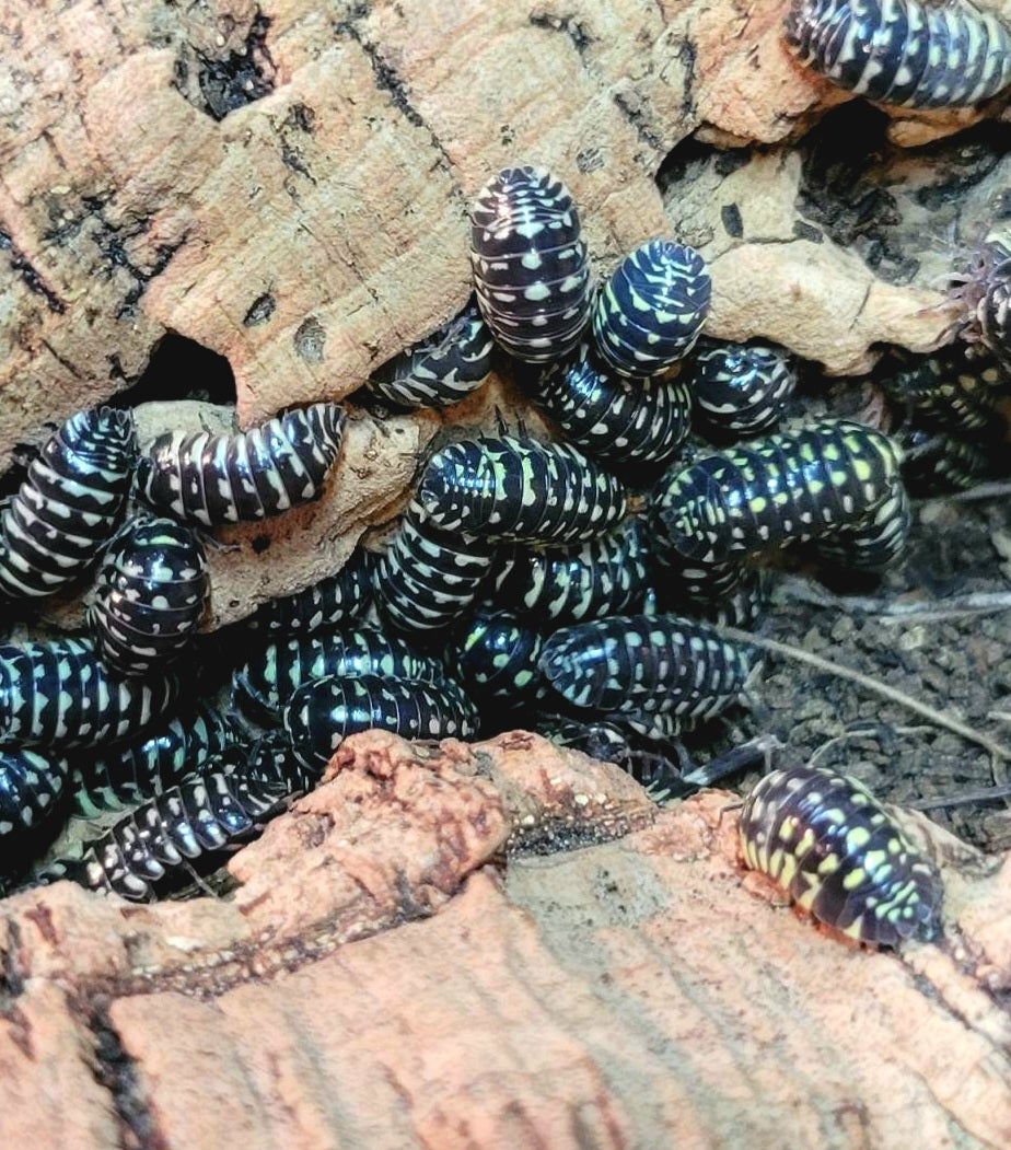 Armadillidium maculatum "Yellow Zebra"