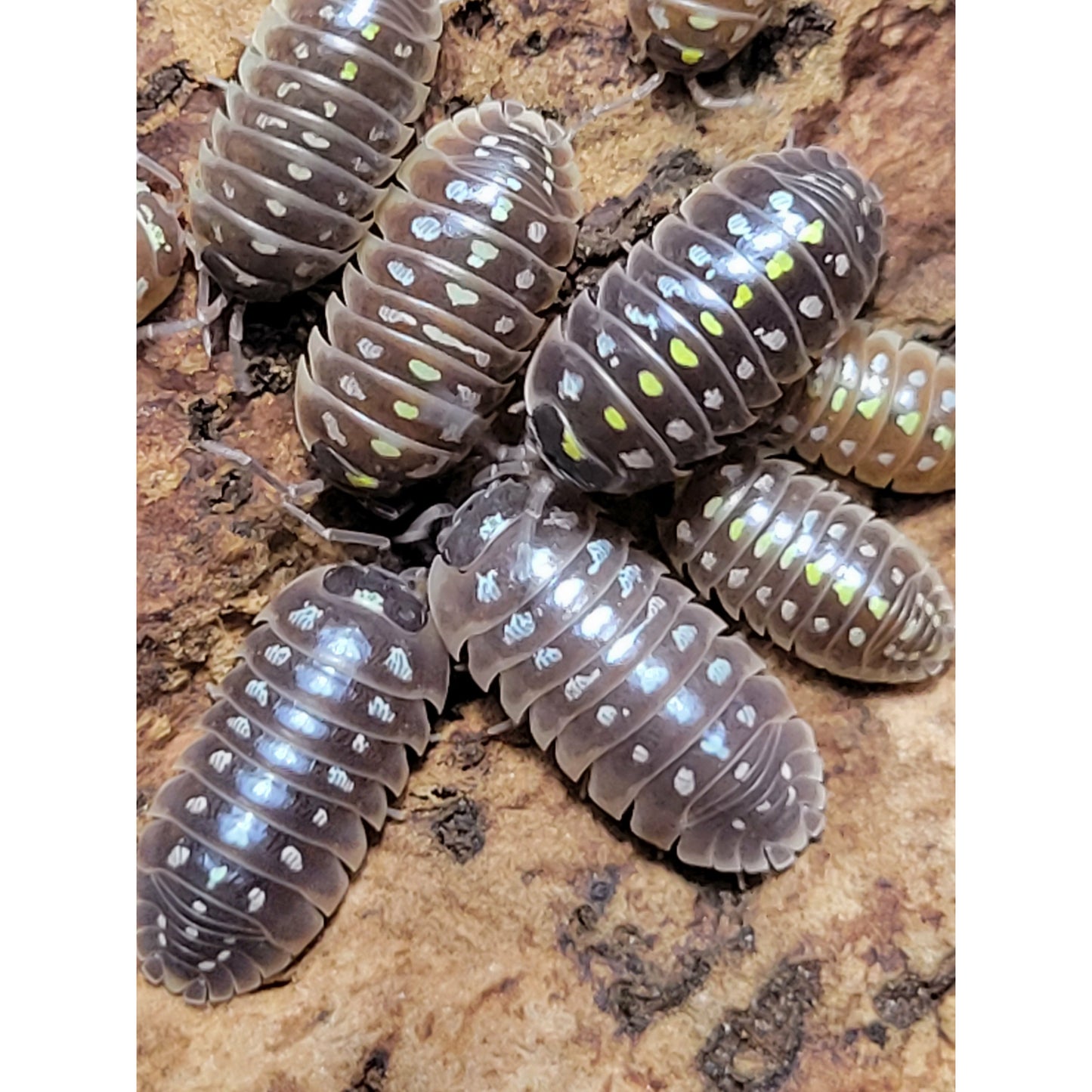 Armadillidium klugii "Pudding"