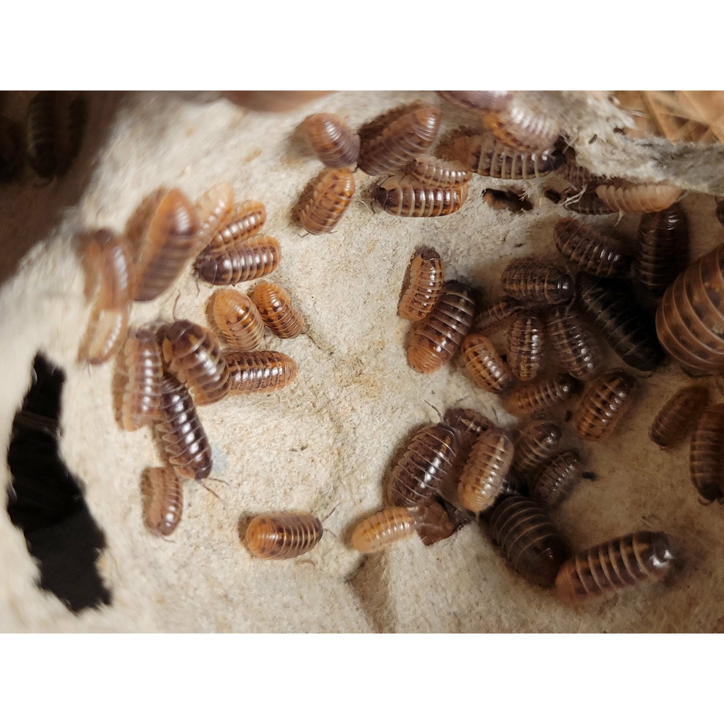 Armadillidium vulgare "Punta Cana"