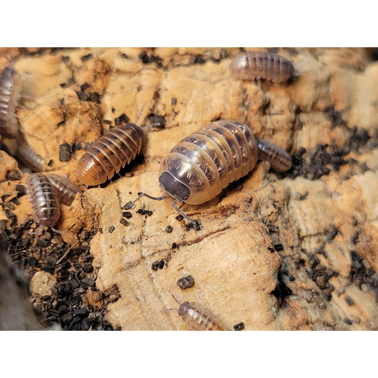 Armadillidium vulgare "Punta Cana"