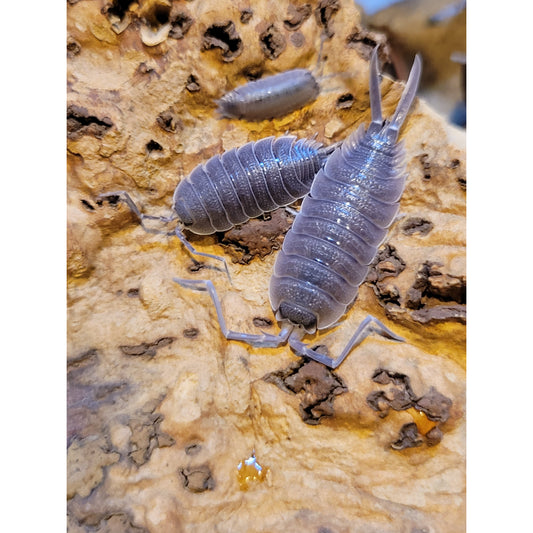 Porcellio sp. "Valencia"