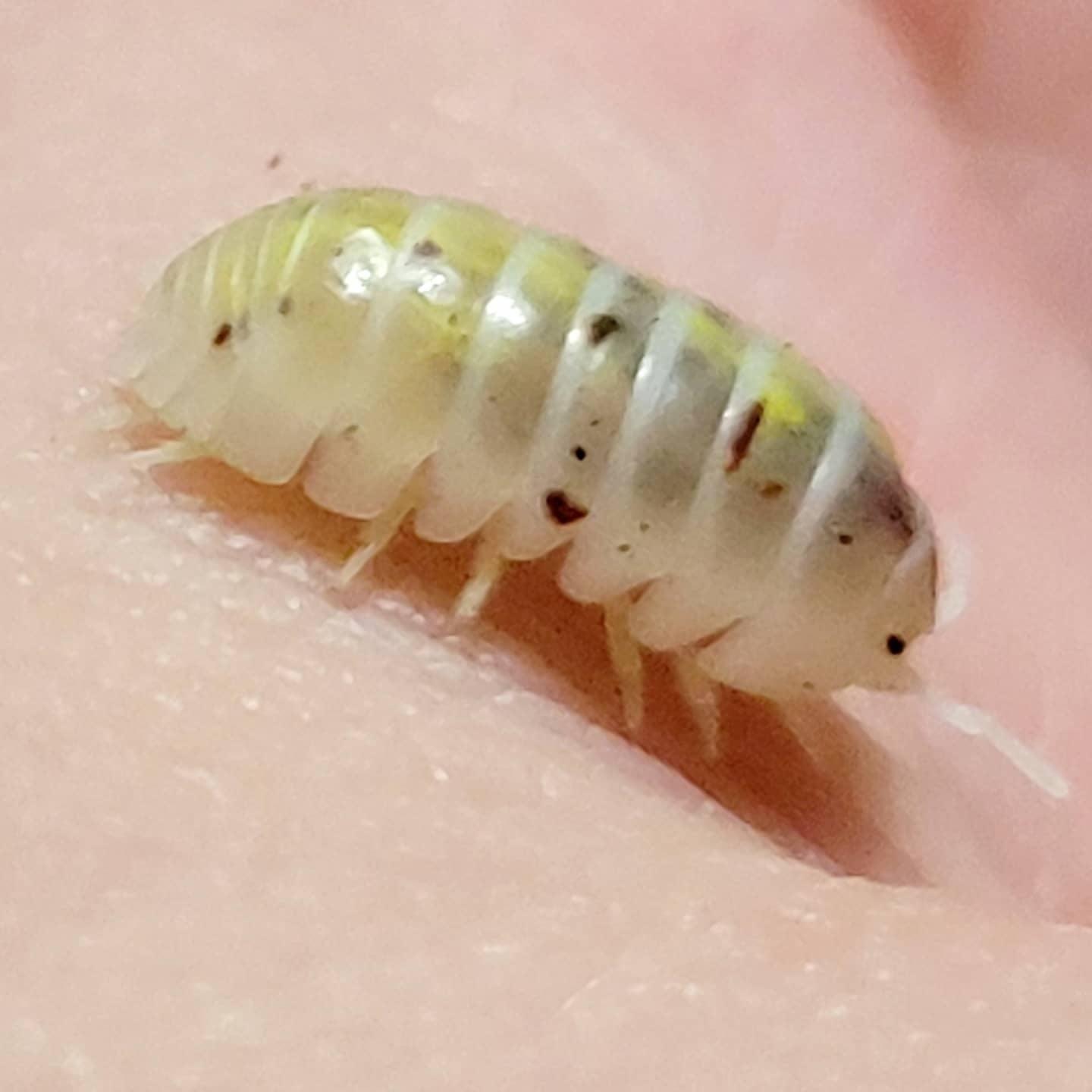 Armadillidium vulgare "Orange Dalmatian"