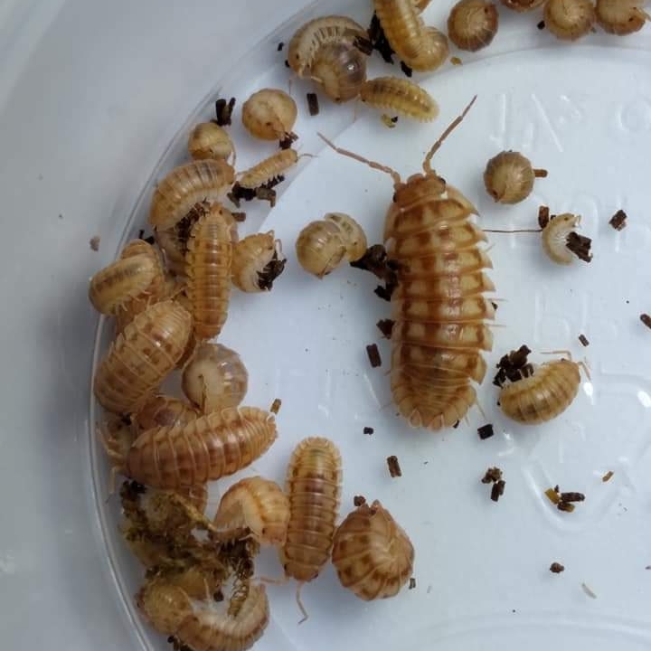 Armadillidium nasatum "Peach"