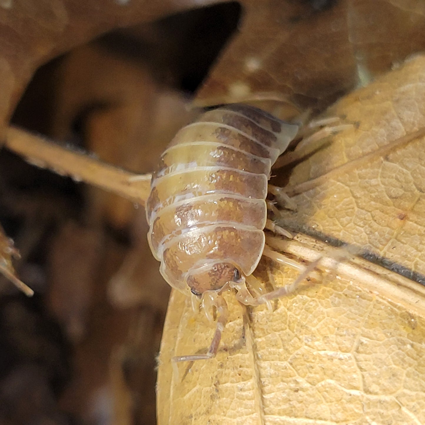 Porcellio laevis "Milkback"