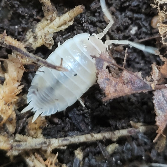 Porcellio laevis "Whiteout"